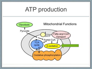 ATP production
 
