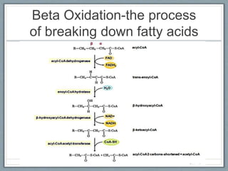 Beta Oxidation-the process
of breaking down fatty acids
 