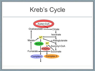 Kreb’s Cycle
 
