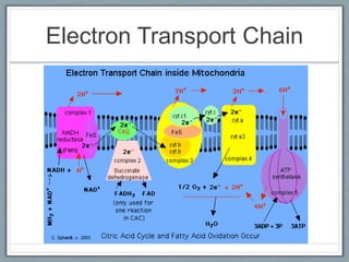 Electron Transport Chain
 