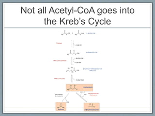 Not all Acetyl-CoA goes into
the Kreb’s Cycle
 
