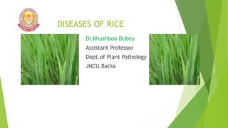 Dr.Khushboo Dubey
Assistant Professor
Dept.of Plant Pathology
JNCU,Ballia
DISEASES OF RICE
 