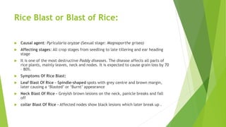 Spindel Rice KDUBEY.pptx
