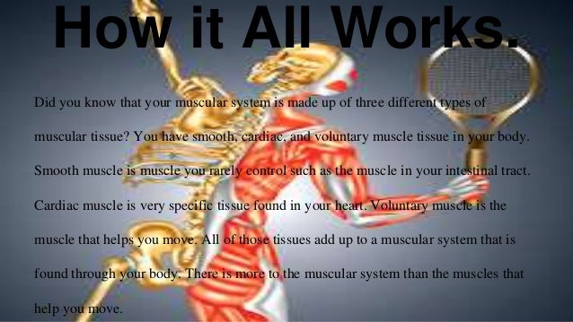 integumentary muscular system how the nervous system works with the muscular system