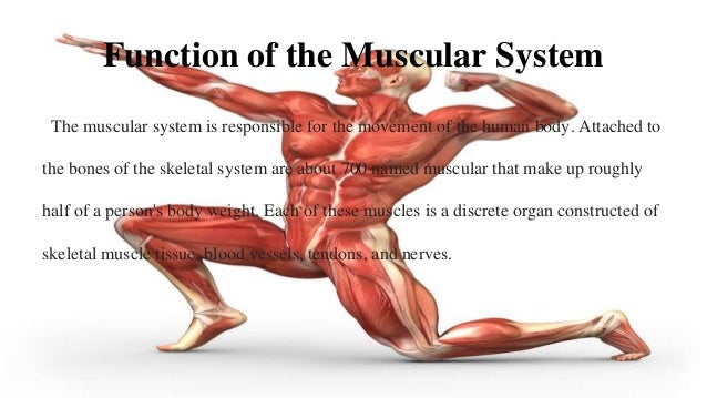 Muscular system essay