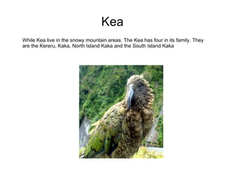 Kea While Kea live in the snowy mountain areas. The Kea has four in its family. They are the Kereru, Kaka, North Island Kaka and the South Island Kaka 