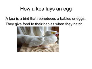 How a kea lays an egg A kea is a bird that reproduces a babies or eggs. They give food to their babies when they hatch. 