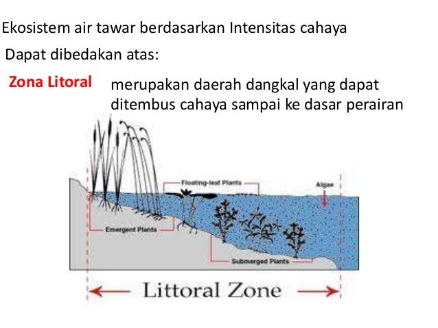 Keanekaragaman hayati Keanekaragaman hayati