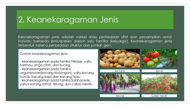 Keanekaragaman Gen Jenis Dan Ekosistem