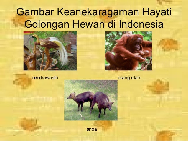 Keanekaragaman hayati Keanekaragaman hayati