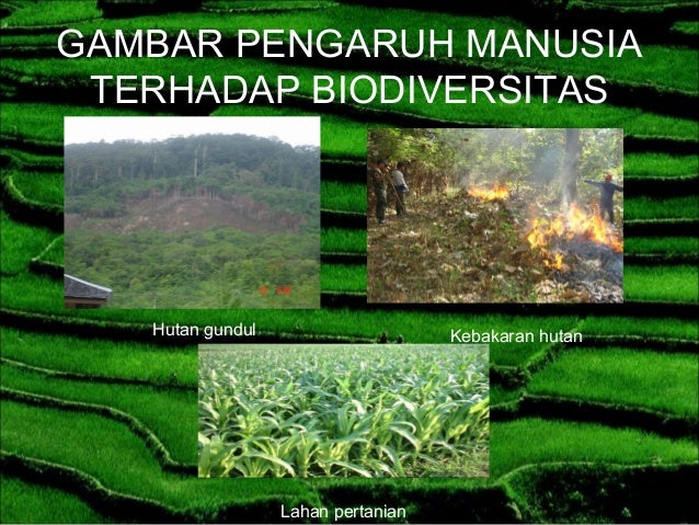 Keanekaragaman Hayati 25844432