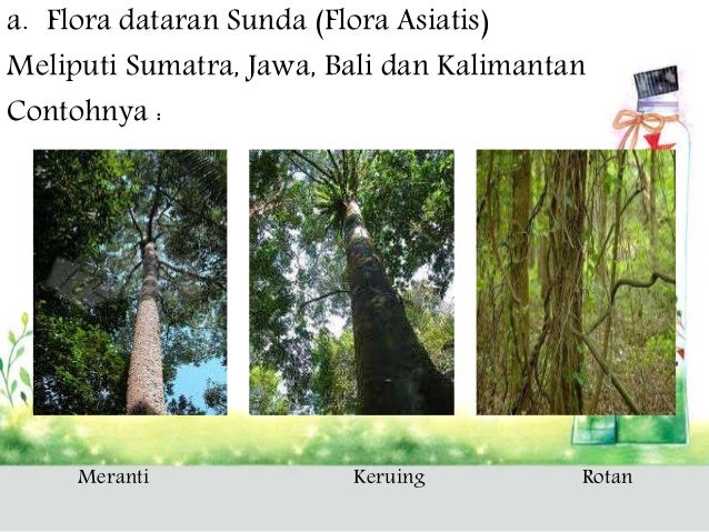 5000 Koleksi Gambar Flora Asiatis Peralihan Dan Australis Gratis Terbaru