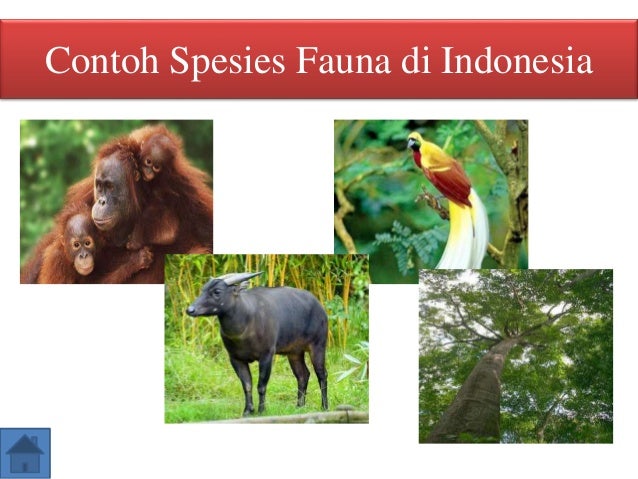 contoh fenomena atmosfer di indonesia Keanekaragaman hayati