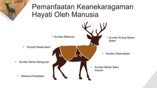 Pemanfaatan Keanekaragaman
Hayati Oleh Manusia
• Sumber Energi Bahan
Bakar
• Sumber Obat-obatan
• Sumber Bahan Bangunan
• Sumber Makanan
B
C
D
E
A
• Sumber Bahan Baku
Industri
• Tempat Wisata Alam
• Wahana Pendidikan
 