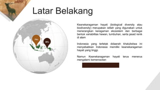 Latar Belakang
Keanekaragaman hayati (biological diversity atau
biodiversity) merupakan istilah yang digunakan untuk
menerangkan keragaman ekosistem dan berbagai
bentuk variabilitas hewan, tumbuhan, serta jasad renik
di alam
Indonesia yang terletak didaerah khatulistiwa ini
menyebabkan Indonesia memiliki keanekaragaman
hayati yang tinggi.
Namun Keanekaragaman hayati terus menerus
mengalami kemerosotan
40%
70%
 