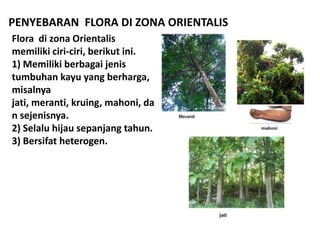 Flora di zona Orientalis
memiliki ciri-ciri, berikut ini.
1) Memiliki berbagai jenis
tumbuhan kayu yang berharga,
misalnya...