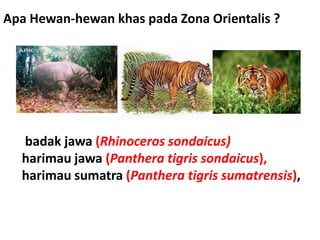 Apa Hewan-hewan khas pada Zona Orientalis ?
badak jawa (Rhinoceros sondaicus)
harimau jawa (Panthera tigris sondaicus),
ha...