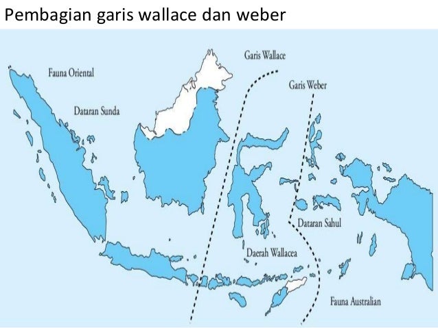 Download 880 Koleksi Gambar Garis Wallace Dan Weber Di Indonesia Terbaru HD