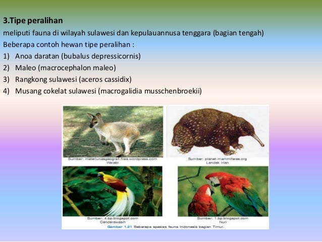  Gambar  Flora Fauna  Indonesia Bagian Tengah Tipe  Peralihan 