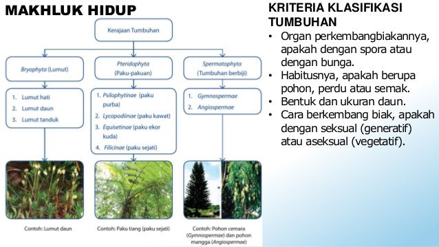 Keanekaragaman Makhluk Hidup