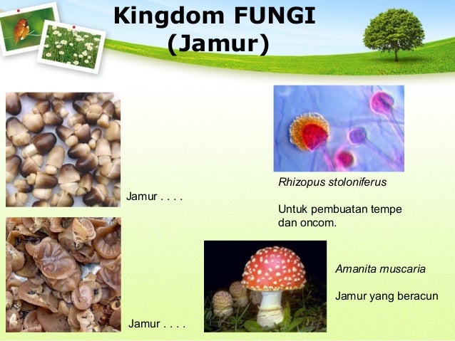 Keanekaragaman makhluk hidup kelas 7 Keanekaragaman makhluk hidup kelas 7