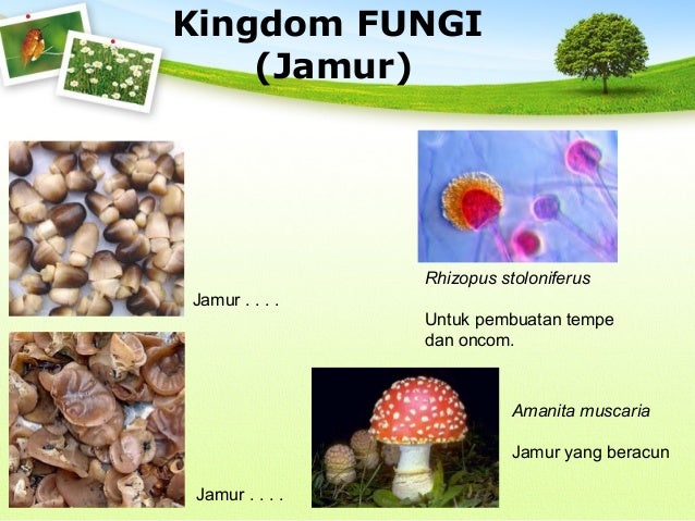 Keanekaragaman makhluk hidup kelas 7