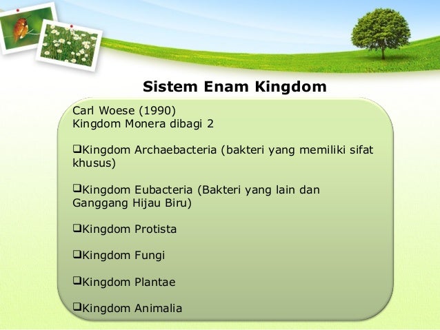 Contoh Spesies Filum Dari Hewan Invertebrata - Bluetooth 