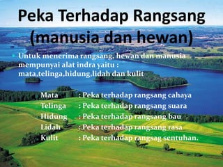 Peka Terhadap Rangsang
(manusia dan hewan)
 Untuk menerima rangsang, hewan dan manusia
mempunyai alat indra yaitu :
mata,telinga,hidung,lidah dan kulit
o Mata : Peka terhadap rangsang cahaya
o Telinga : Peka terhadap rangsang suara
o Hidung : Peka terhadap rangsang bau
o Lidah : Peka terhadap rangsang rasa
o Kulit : Peka terhadap rangsag sentuhan.
 