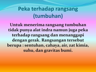 Peka terhadap rangsang
(tumbuhan)
Untuk menerima rangsang tumbuhan
tidak punya alat indra namun juga peka
terhadap rangsang dan menanggapi
dengan gerak. Rangsangan tersebut
berupa : sentuhan, cahaya, air, zat kimia,
suhu, dan gravitas bumi.
 
