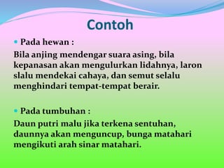 Contoh
 Pada hewan :
Bila anjing mendengar suara asing, bila
kepanasan akan mengulurkan lidahnya, laron
slalu mendekai cahaya, dan semut selalu
menghindari tempat-tempat berair.
 Pada tumbuhan :
Daun putri malu jika terkena sentuhan,
daunnya akan menguncup, bunga matahari
mengikuti arah sinar matahari.
 