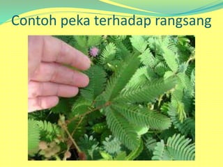 Contoh peka terhadap rangsang
 