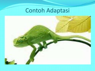 Contoh Adaptasi
 