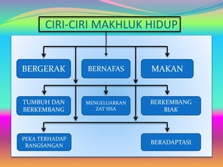 CIRI-CIRI MAKHLUK HIDUP
BERGERAK BERNAFAS MAKAN
TUMBUH DAN
BERKEMBANG
MENGELUARKAN
ZAT SISA
BERKEMBANG
BIAK
PEKA TERHADAP
RANGSANGAN
BERADAPTASI
 