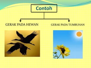 Contoh
GERAK PADA HEWAN GERAK PADA TUMBUHAN
 