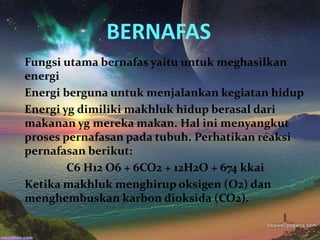 BERNAFAS
Fungsi utama bernafas yaitu untuk meghasilkan
energi
Energi berguna untuk menjalankan kegiatan hidup
Energi yg dimiliki makhluk hidup berasal dari
makanan yg mereka makan. Hal ini menyangkut
proses pernafasan pada tubuh. Perhatikan reaksi
pernafasan berikut:
C6 H12 O6 + 6CO2 + 12H2O + 674 kkai
Ketika makhluk menghirup oksigen (O2) dan
menghembuskan karbon dioksida (CO2).
 