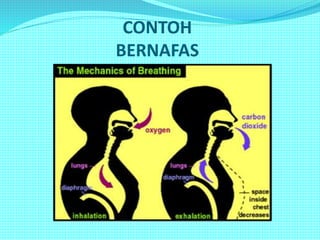 CONTOH
BERNAFAS
 