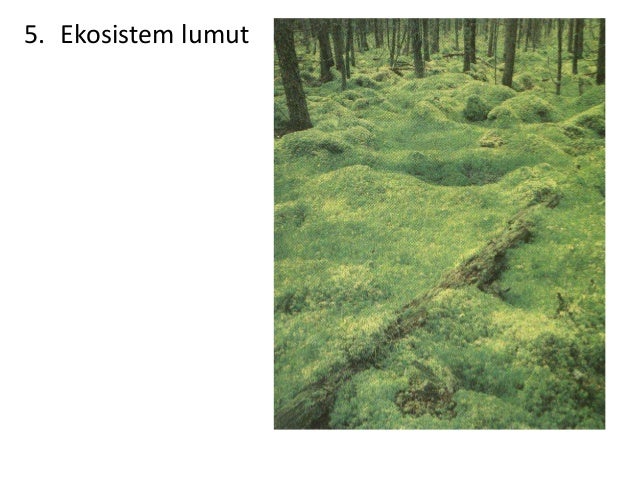 Keanekaragaman tingkat ekosistem