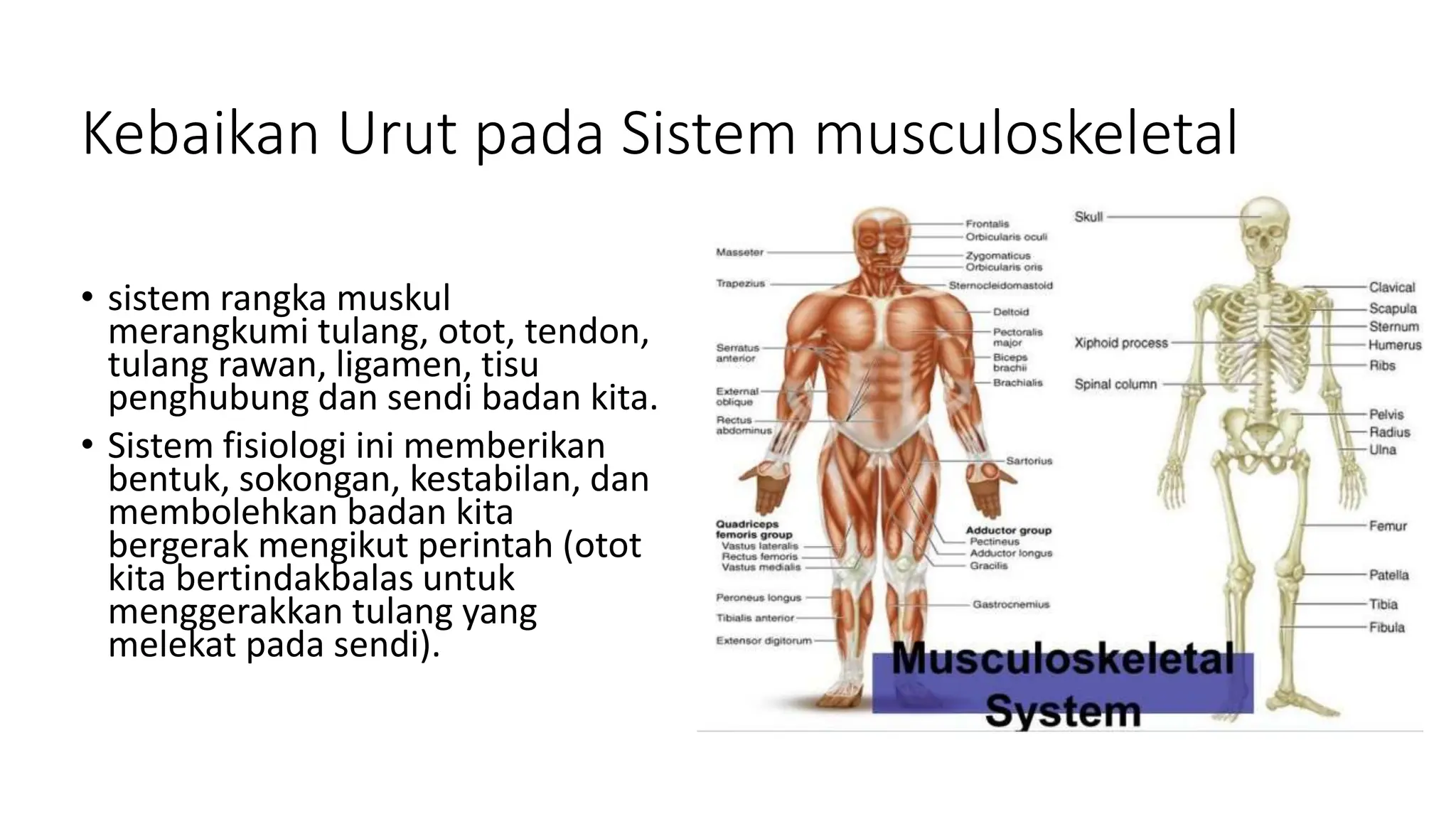 kebaikan-urutan-pada-sistem-badan-dan-kepentingann-pptx