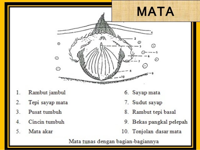 Kebenaran & Kemurnian Varietas Tebu