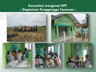 Konsultasi mengenai OPT
( Organisme Pengganggu Tanaman )
27
 