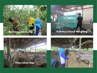 Budidaya Jambu Biji Budidaya Semut Rangrang
Peternakan Sapi
28
 