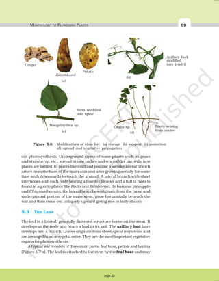 MORPHOLOGY OF FLOWERING PLANTS | PDF