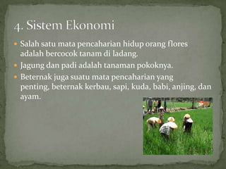  Salah satu mata pencaharian hidup orang flores
adalah bercocok tanam di ladang.
 Jagung dan padi adalah tanaman pokoknya.
 Beternak juga suatu mata pencaharian yang
penting, beternak kerbau, sapi, kuda, babi, anjing, dan
ayam.
 