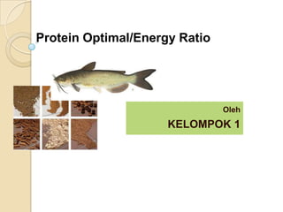 Protein Optimal/Energy Ratio

Oleh

KELOMPOK 1

 