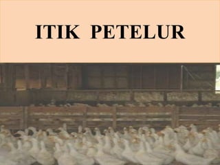 ITIK PETELUR
5Heli Tistiana, SPt., MP
 