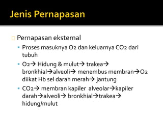 Pernapasan eksternal 
 Proses masuknya O2 dan keluarnya CO2 dari 
tubuh 
 O2 Hidung & mulut trakea 
bronkhialalveoli menembus membranO2 
diikat Hb sel darah merah jantung 
 CO2 membran kapiler alveolarkapiler 
darahalveoli bronkhialtrakea 
hidung/mulut 
 