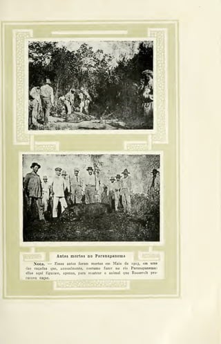 Nota. — Essas antas foram mortas em Maio de 1913, em luaa
das caçadas que, annualmente, costumo fazer no rio Paranapanema
ellas aqui figuram, apenas, para mostrar o animal que Roosevtlt pro-
curava caçar.
 