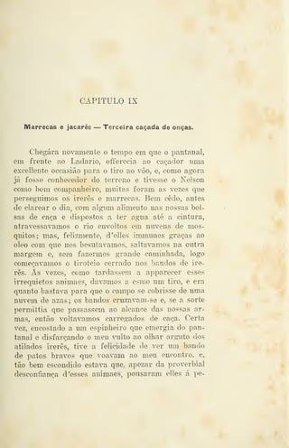 CAPITULO IX
Marrecas e jacarés — Terceira caçada de onças.
Chegara novamente o tempo em que o pantanal,
em frente ao Ladario, ofterecia ao caçador uma
excellente occasião para o tiro ao vôo, e, como agora
já fosse conhecedor do terreno e tivesse o Nelson
como bom companheiro, muitas foram as vezes que
perseguimos os irerês e marrecas. Bem cedo, antes
de clarear o dia, com algum alimento nas nossas bol-
sas de caça e dispostos a ter agua até a cintura,
atravessávamos o rio envoltos em nuvens de mos-
quitos; mas, felizmente, d'elles immunes graças ao
óleo com que nos besutavamos, saltávamos na outra
margem e, sem fazermos grande caminhada, logo
começávamos o tiroteio cerrado nos bandos de ire-
rês. Ás vezes, como tardassem a apparecer esses
irrequietos animaes, dávamos a esmo um tiro, e era
quanto bastava para que o campo se cobrisse de uma
nuvem de azas; os bandos cruzavam-se e, se a sorte
permittia que passassem ao alcance das nossas ar-
mas, então voltávamos carregados de caça. Certa
vez, encostado a um espinheiro que emergia do pan-
tanal e disfarçando o meu vulto ao olhar arguto dos
atilados irerês, tive a felicidade de ver um bando
de patos bravos que voavam ao meu encontro, e,
tão bem escondido estava que, apezar da proverbial
desconfiança d 'esses animaes, pousaram elles á pe-
 