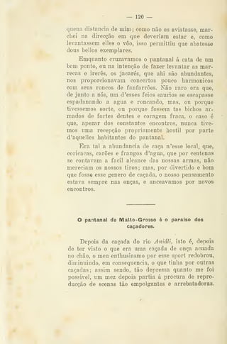 — 120 —
quena distancia de mim; como não os avistasse, mar-
chei na direcção em que deveriam estar e, como
levantassem elles o voo, isso permittiu que abatesse
dous bellos exemplares.
Emquanto cruzávamos o pantanal á cata de um
bom ponto, ou na intenção de fazer levantar as mar-
recas e irerês, os jac-arés, que ahi são abundantes,
nos proporcionavam concertos pouco harmónicos
com seus roncos de fanfarrões. Não raro era que,
de junto a nós, um d'esses feios saurios se escapasse
espadanando a agua e roncando, mas, ou porque
tivéssemos sorte, ou porque fossem tas bichos ar-
mados de fortes dentes e coragem fraca, o caso é
que, apezar dos constantes encontros, nunca tive-
mos uma recepção propriamente hostil por parte
d'aquel]es habitantes do pantanal.
Era tal a abundância de caça n'esse local, que,
coricacas, carões e frangos d 'agua, que por centenas
se contavam a fácil alcance das nossas armas, não
mereciam os nossos tiros; mas, por divertido e bom
que fosse esse género de caçada, o nosso pensamento
estava sempre nas onças, e anceavamos por novos
encontros.
O pantanal de IVl alto- Grosso é o paraíso dos
caçadores.
Depois da caçada do rio Aniáli, isto é, depois
de ter visto o que era uma caçada de onça acuada
no chão, o meu enthusiasmo por esse sport redobrou,
diminuindo, em consequência, o que tinha por outras
caçadas; assim sendo, tão depressa quanto me foi
possivel, um mez depois partia á procura de repro-
ducção de soenas tão empolgantes e arrebatadoras.
 