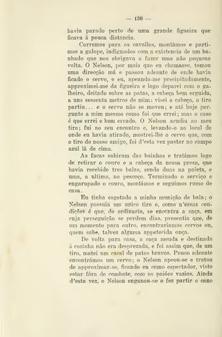 — 130 —
havia parado perto de uma grande figueira que
ficava á pouca distancia.
Corremos para os cavallos, montámos e parti-
mos a galope, indignados com a existência de um ba-
nhado que nos obrigava a fazer uma não pequena
volta. O Nelson, por mais que eu chamasse, tomou
uma direcção má e passou adeante de onde havia
ficado o c«rvo, e eu, apeando-me precipitadamente,
approximei-me da figueira e logo deparei com o ga-
Iheiro, deitado sobre as patas, a cabeça bem erguida,
a uns sessenta metros de mim: visei a cabeça, o tiro
partiu... e o cervo não se moveu; e até hoje per-
gunto a mJm mesmo como foi que errei ; mas o caso
é que errei e bem errado. O Nelson acudiu ao meu
tiro; fui ao seu encontro e, levando-o ao local de
onde eu havia atirado, mostrei-lhe o cervo que, com
o tiro do nosso amigo, foi d 'esta vez pastar no campo
azul lá de cima.
As facas sahiram das bainhas e tratámos logo
de retirar o couro e a cabeça da nossa presa, que
havia recebido três balas, sendo duas na paleta, e
uma, a ultima, no pescoço. Terminado o serviço e
engarupado o couro, montámos e seguimos rumo de
casa.
Eu tinha esgotado a minha munição de bala; o
Nelson possuía um único tiro e, como n 'essas con-
diçôeí; é que, âa ordinário, se erlccntra a caça, em
cuja perseguição se perdem dias, presentia que, de
um momento para outro, encontraríamos cervos ou,
quem sabe, talvez alguma appetecida onça.
De volta para casa, a caça meuda e destinada
á cozinha não era desprezada, e foi assim que, de ura
tiro, matei um casal de patos bravos. Pouco adeante
encontrámos um cervo; o Nelson apeou-se e tratou
de approximar-se, ficando eu como espectador, 'isto
estar fora de combate, com os paióes vazios. Ainda
d 'esta vez, o Nelson enganou- se e fez partir o cano
 